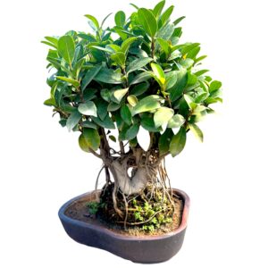 9-year-old-australian-ficus-bonsai-tree
