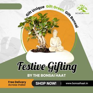 🎁 Eco-Friendly Festive Gift – 3-Year-Old Ficus Bonsai with Buddha in Unbreakable Pebble Pot