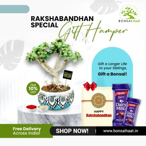 Rakhi Hamper – Green Shagun with Jade Bonsai, Rakhi & Chocolates (₹1100 Gift Combo)