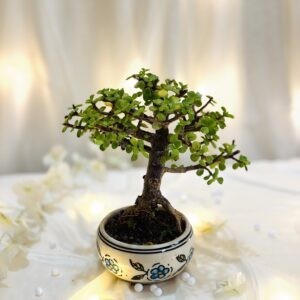 Compact Jade Bonsai Tree – 2 Years of Trained Growth (Copy)