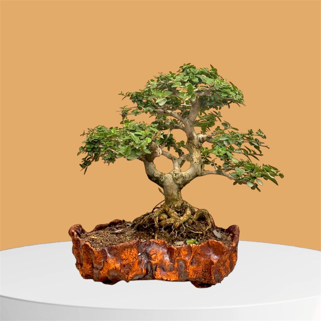 bonsai selbst gezogen Bonsai-Bundle – Ginkgo, Kiefer & Roter Ahorn selbst ziehen (3er Bonsai –  Wurzelbox main image 0