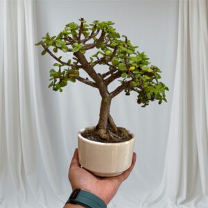 🌿 Gift-Ready Jade Bonsai – 3-Year-Old Outdoor Plant