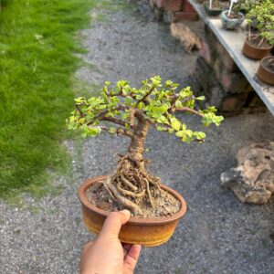 Compact Jade Bonsai Tree – 2 Years of Trained Growth