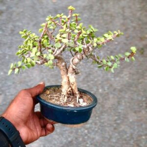 Lucky Plant for Gifting: 3-Year-Old Jade Mame Bonsai