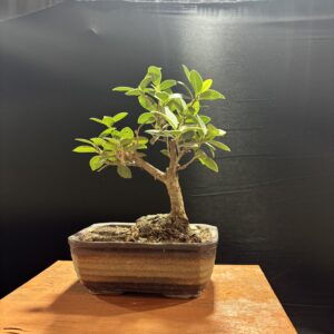 Buy Ficus Green Island Bonsai Tree (2 years old)