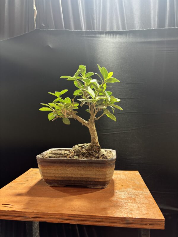 Buy Ficus Green Island Bonsai Tree (2 years old)