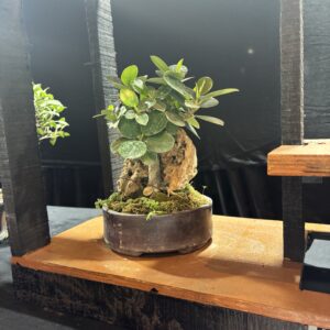 Rock-Infused Ficus Microcarpa Bonsai Tree – 2 Years Old