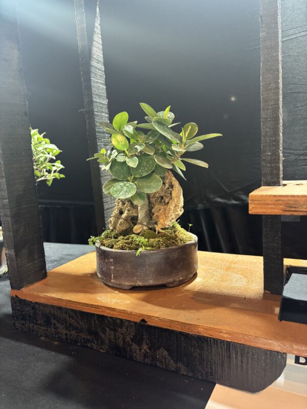 Rock-Infused Ficus Microcarpa Bonsai Tree โ 2 Years Old