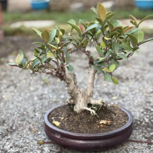 8 Years Old Exotic Australian Ficus Bonsai (8 Inches)