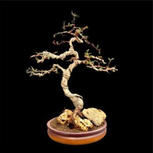 Collector’s Edition: 7-Year-Old Operculicarya Decarayi Bonsai from Madagascar