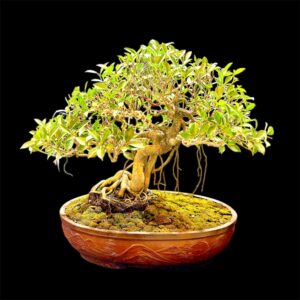 Collector’s Edition: 15-Year-Old Ficus Tigerbark Bonsai – Informal Upright with Umbrella Canopy & Aerial Roots