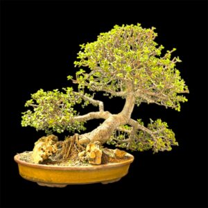 Collector’s Choice: 20-Year-Old Jade Bonsai – Slanting Style