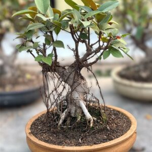 Exotic 7-Year-Old Australian Ficus Bonsai in ceramic pot with twisted S-shaped trunk and aerial roots—ideal for indoor décor and collectors.