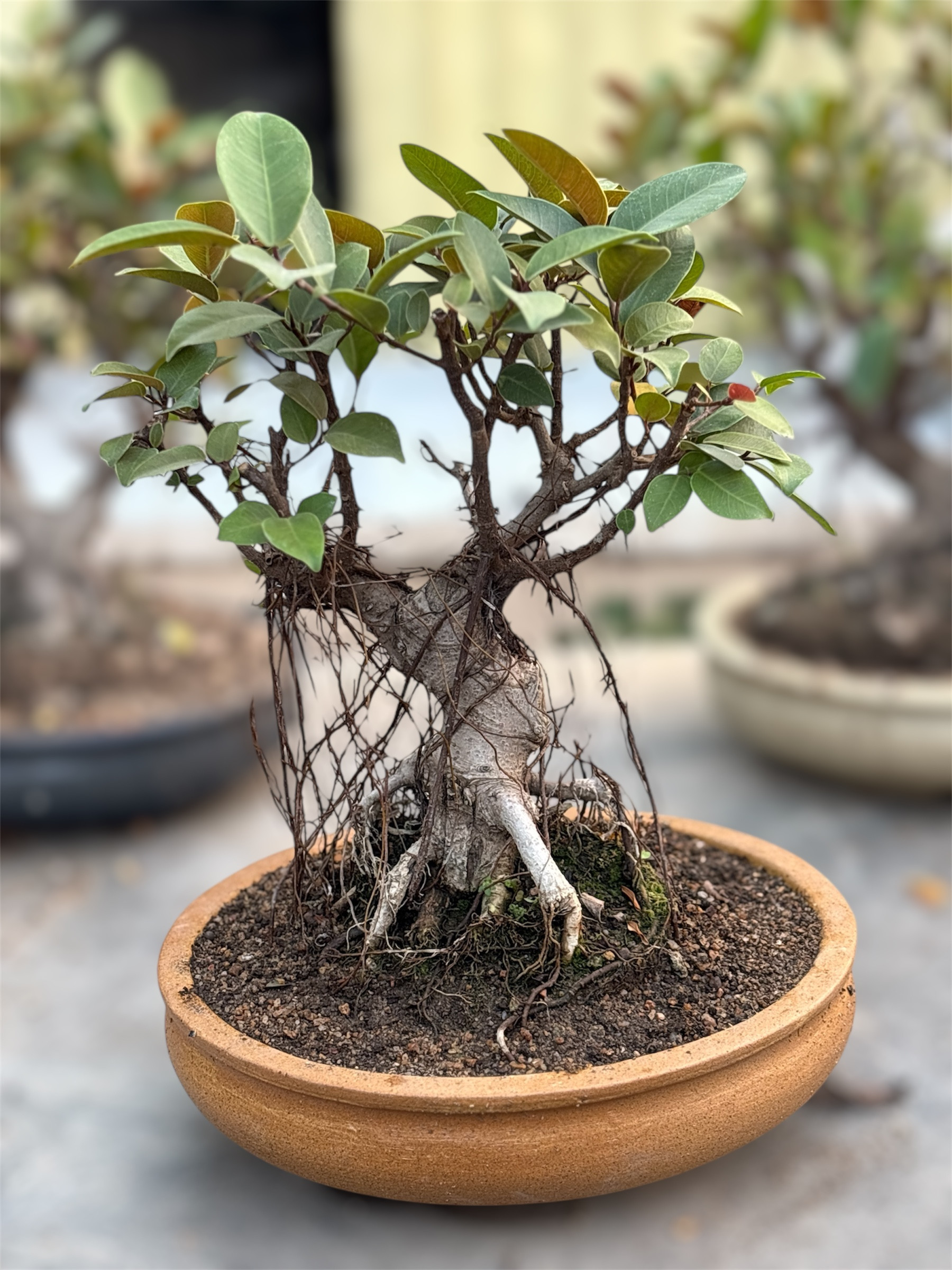 Photoroom_20251229_170705