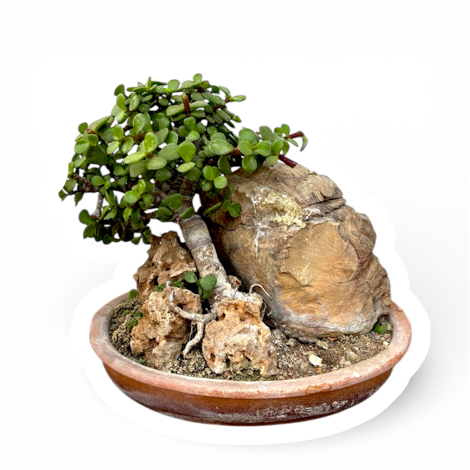 Photoroom_20260208_095934 (1)