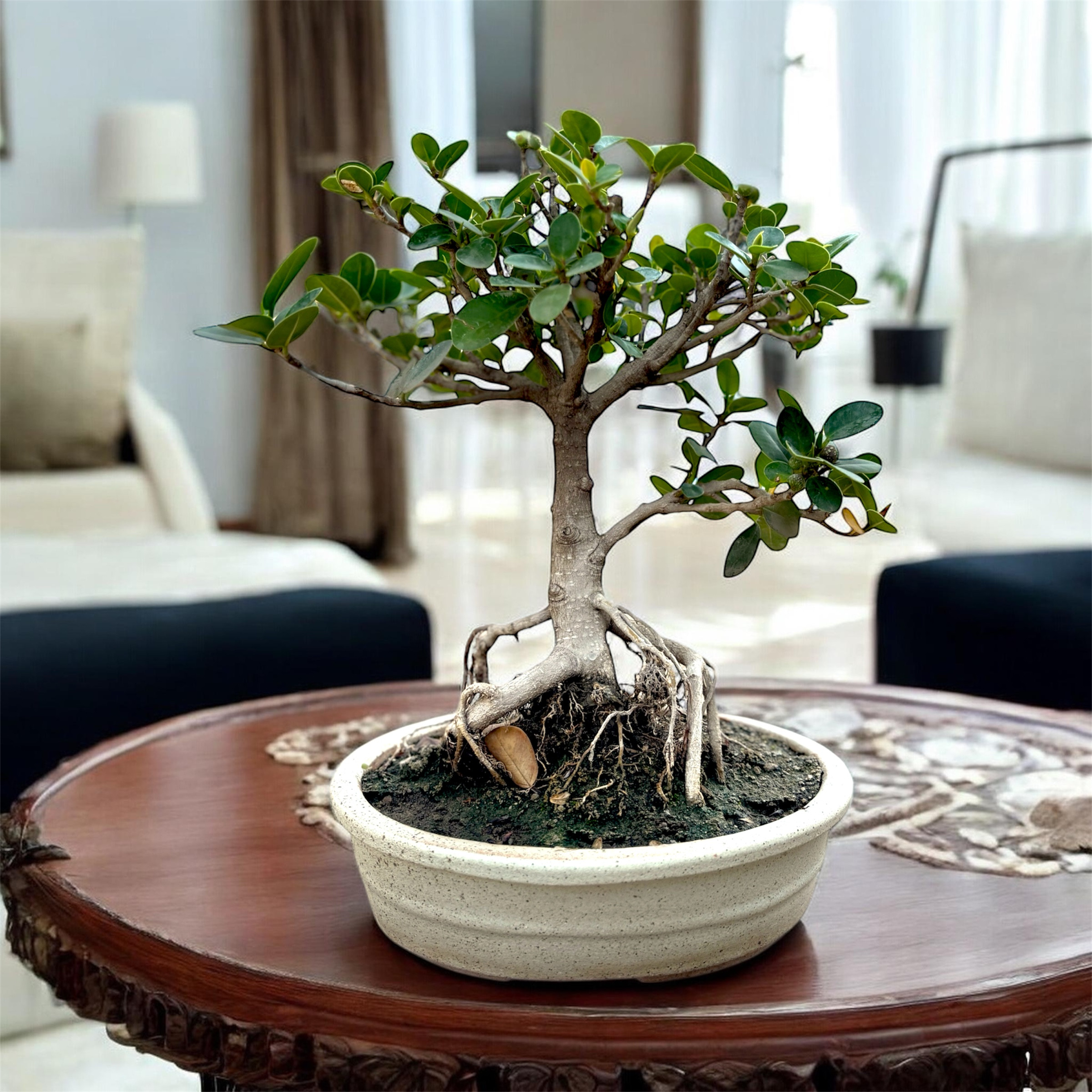 Photoroom_20260208_152621