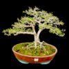 Collector’s Choice: 7-Year-Old Premna Bonsai, Dual Trunk Style 15-Inch Height