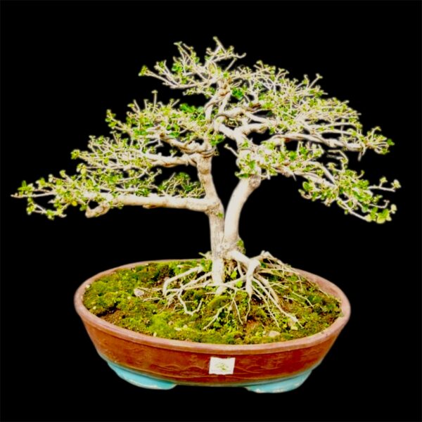 Collector’s Choice: 7-Year-Old Premna Bonsai, Dual Trunk Style 15-Inch Height