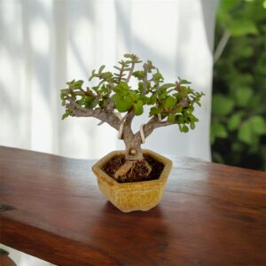 Green Joy for Gifting: 2-Year-Old Jade Mame Bonsai