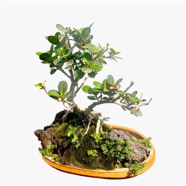Rock-Infused Ficus Microcarpa Bonsai Tree – 2 Years Old Landscape