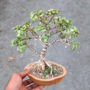 A Lucky Gift of Green Joy – 3-Year-Old Jade Mame Bonsai
