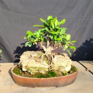 8-Year Aged Australian Ficus – Natural Root Over Rock Style