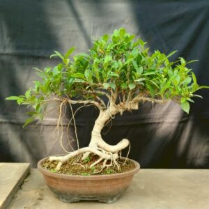 Indoor Classic: 7-Year Ficus Tigerbark Bonsai (14”)