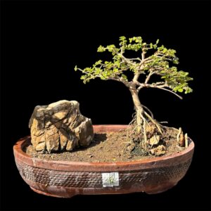 Photoroom_20260210_143121 (2)