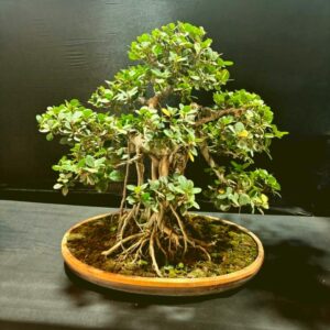 Collector’s Edition: 25-Year-Old Ficus Microcarpa Goldcoin Bonsai – Informal Upright Style, Multiple Canopy & Aerial Roots