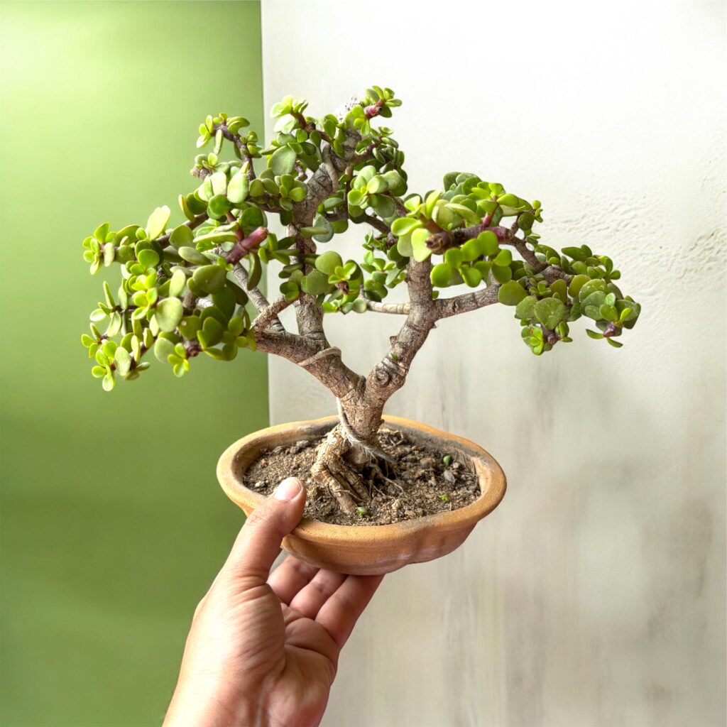BOTANIZE×OLD MOUNTAIN　SEN鉢 (キャメル, M) Premna Bonsai | Mame Bonsai | Informal Upright Style | Buy Bonsai