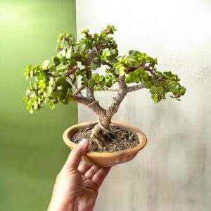 Symbol of Luck & Prosperity – 3 Year Old Jade Bonsai (Mame)