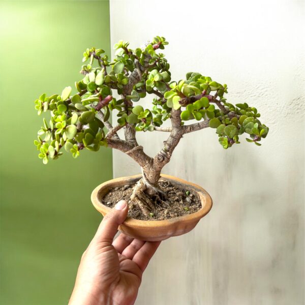 Symbol of Luck & Prosperity – 3 Year Old Jade Bonsai (Mame)