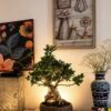 Indoor Ficus Microcarpa Crassifolia Bonsai – 9-Year Umbrella Style Canopy
